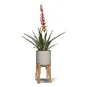 Aloe 75 4.webp