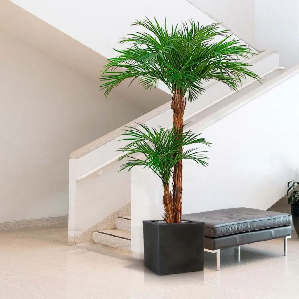Areca 225 3.webp