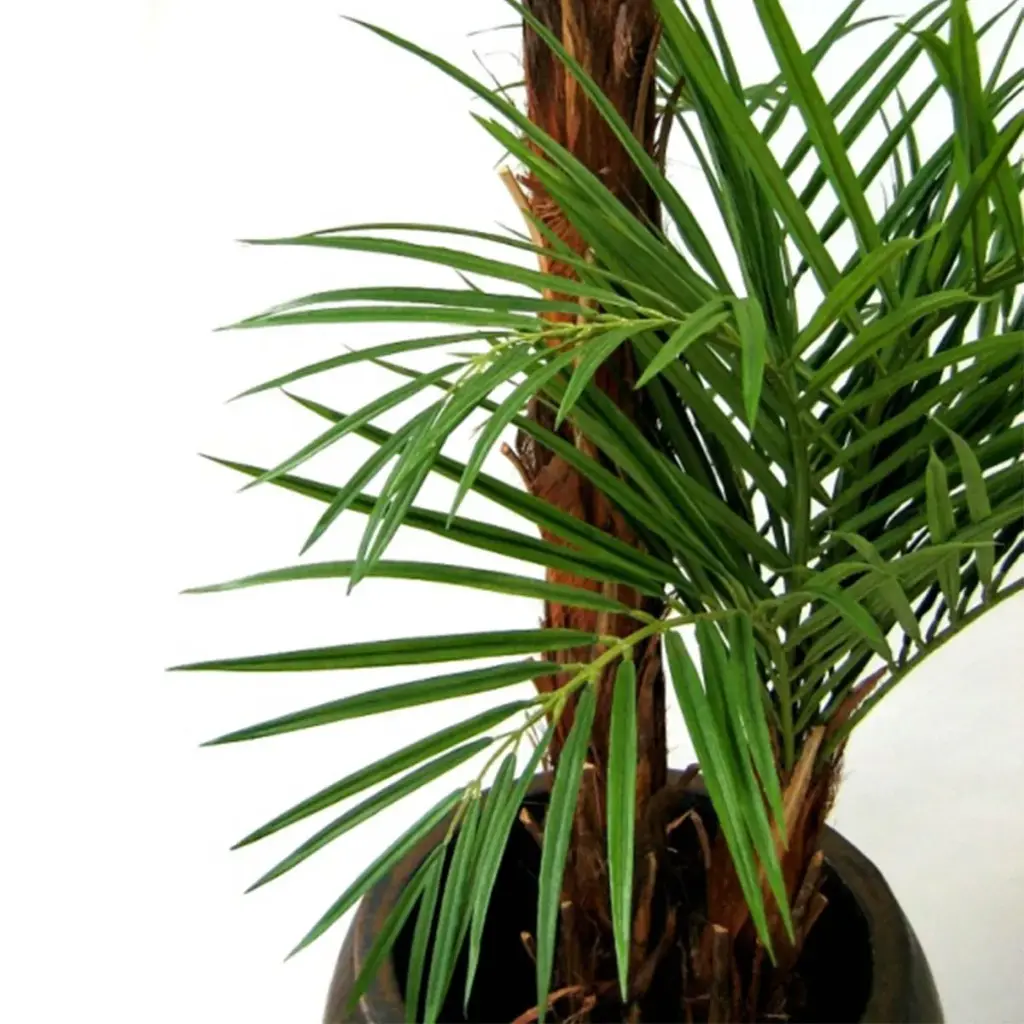 Areca 225 2.webp