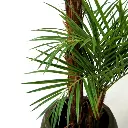 Areca 225 2.webp