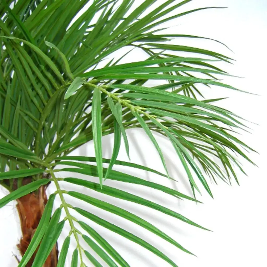 Areca 120 2.webp