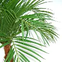 Areca 120 2.webp