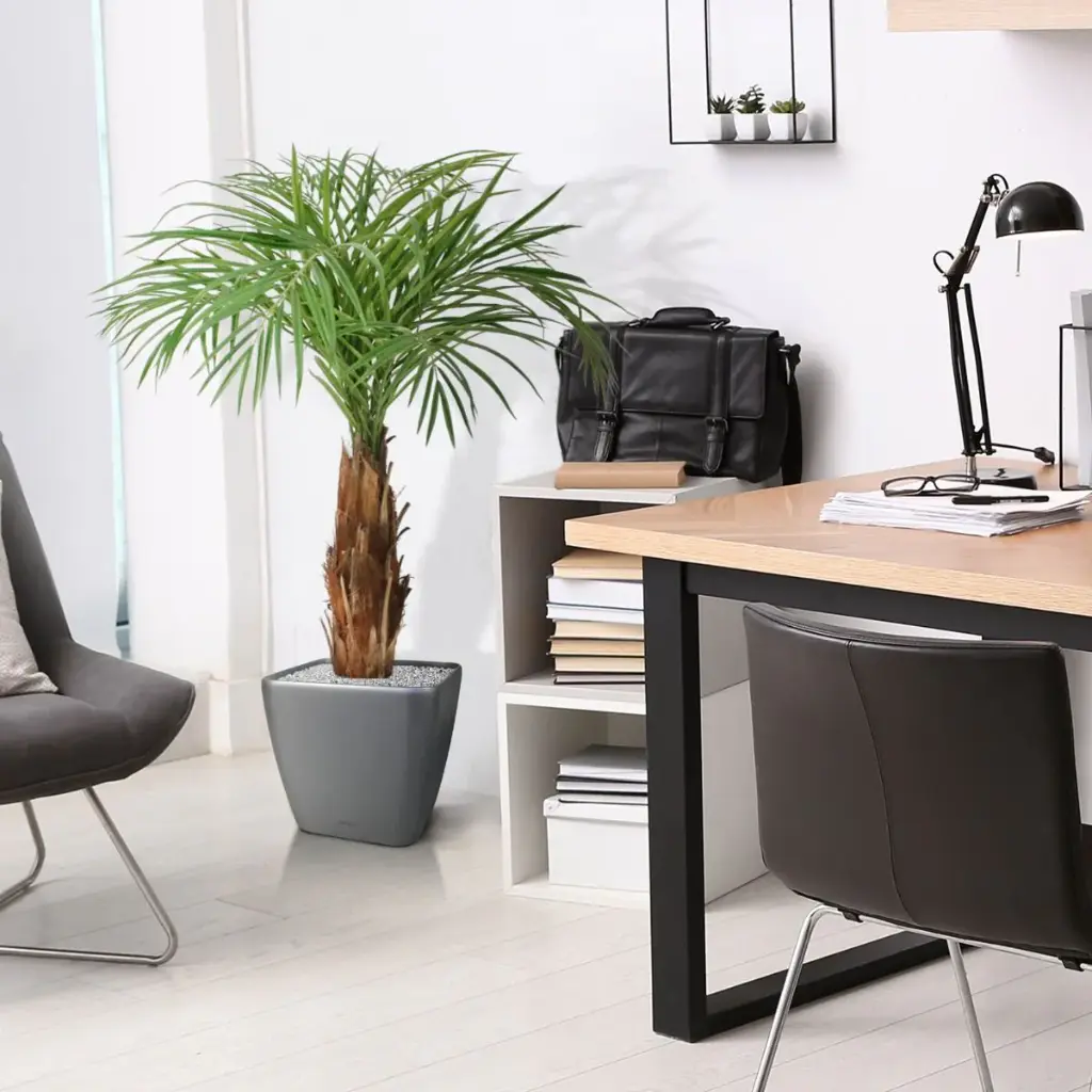 Areca 120 4.webp