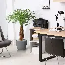 Areca 120 4.webp