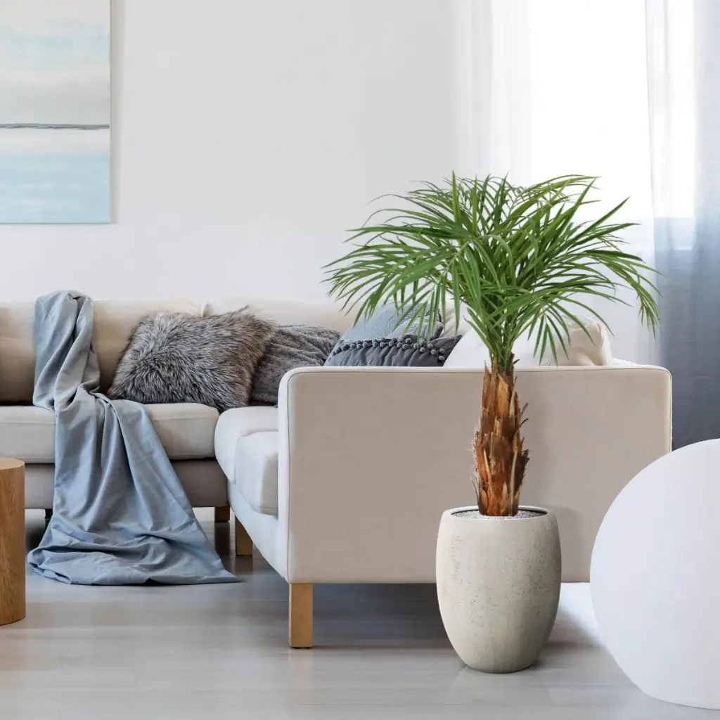 Areca 120 3.webp