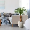 Areca 120 3.webp