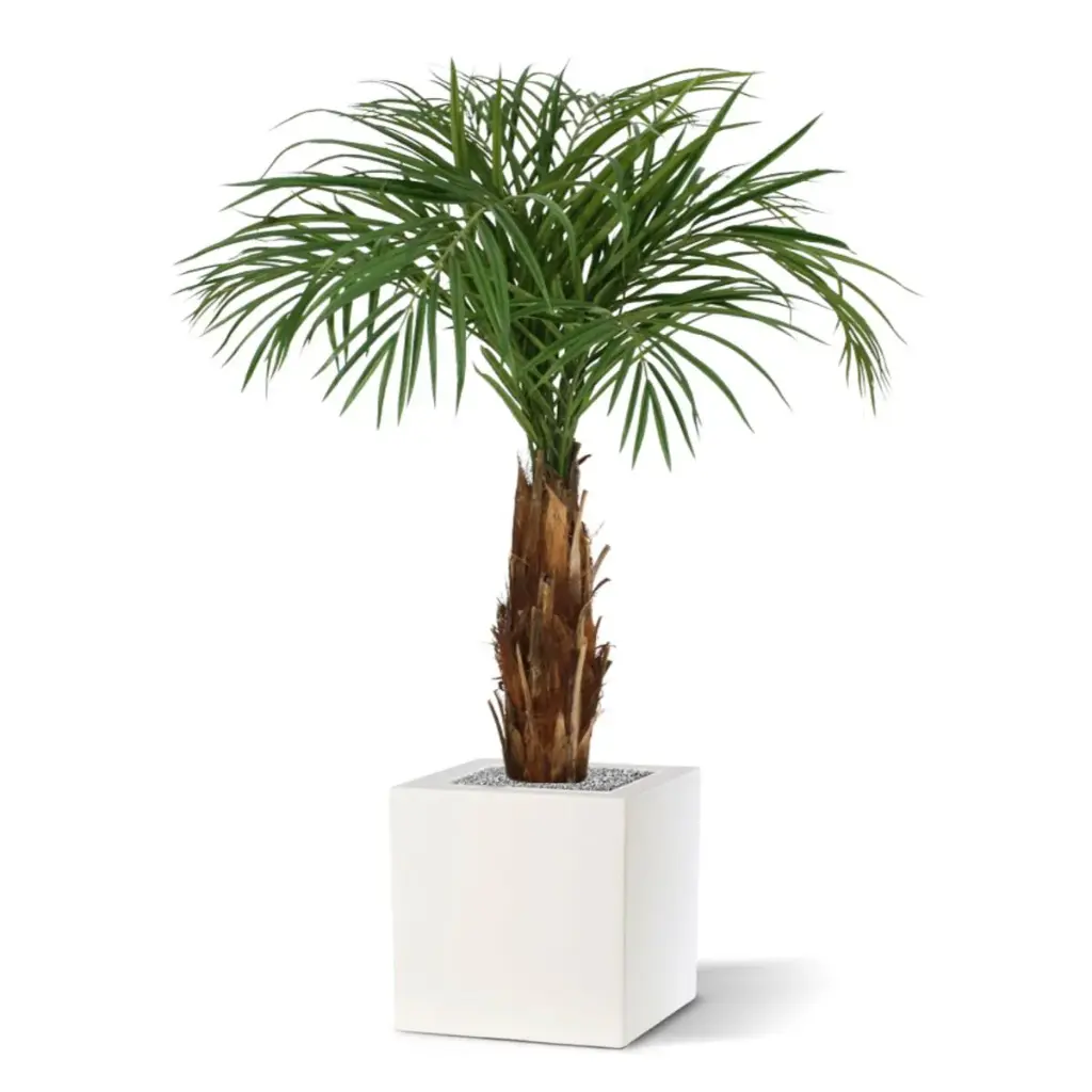 Areca 120 5.webp