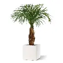 Areca 120 5.webp