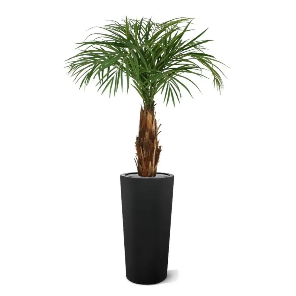 Areca 120 6.webp