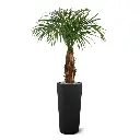 Areca 120 6.webp