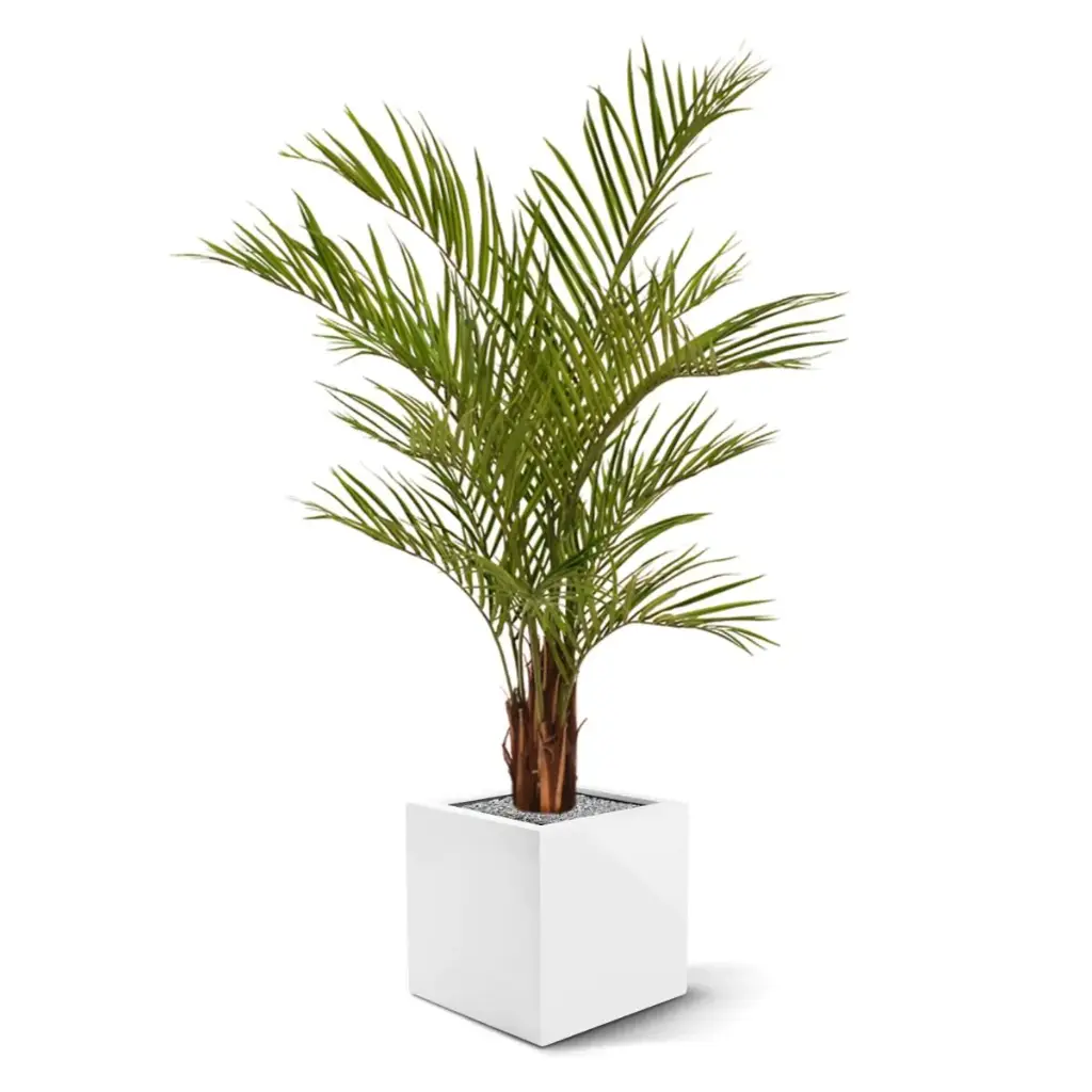 Areca 150 2.webp