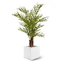 Areca 150 2.webp