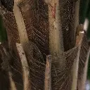 Areca deluxe 150 3.webp