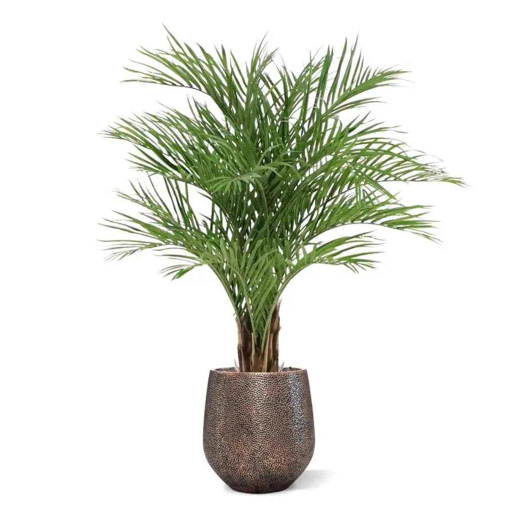 Areca deluxe 150 5.webp
