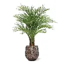 Areca deluxe 150 5.webp