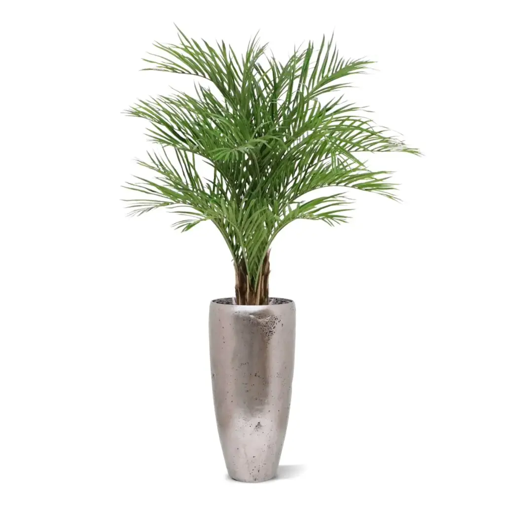 Areca deluxe 150 6.webp