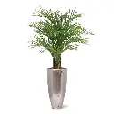 Areca deluxe 150 6.webp