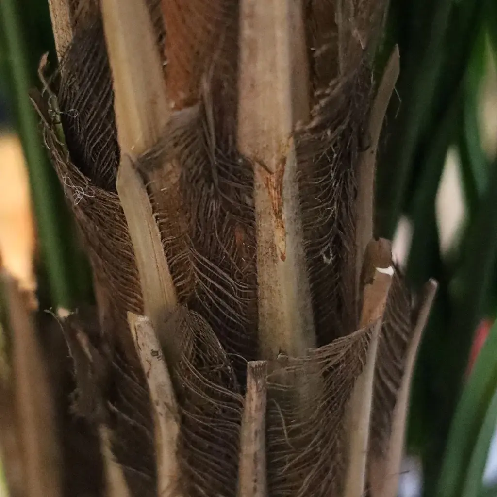 Areca deluxe 210 3.webp