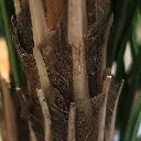Areca deluxe 210 3.webp