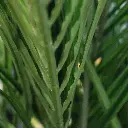 Areca deluxe 210 2.webp