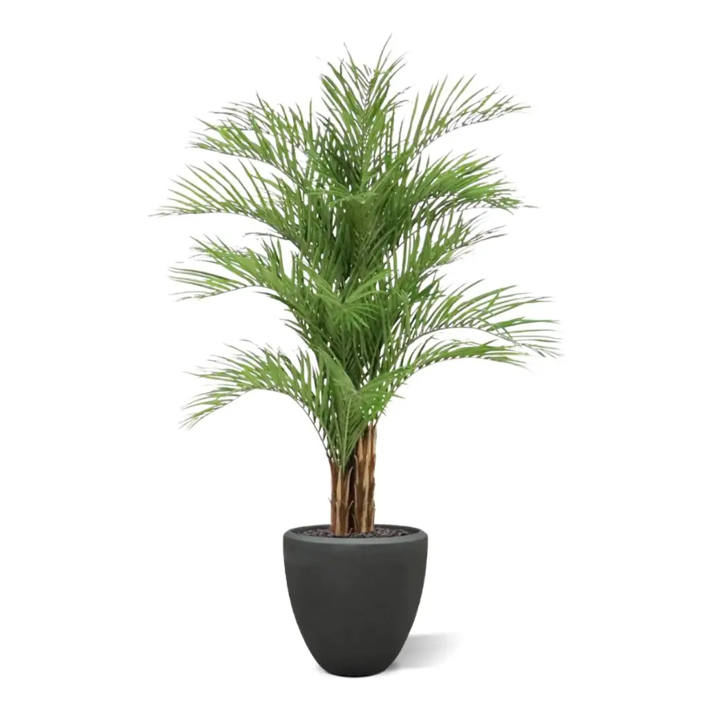 Areca deluxe 210 5.webp