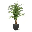 Areca deluxe 210 5.webp
