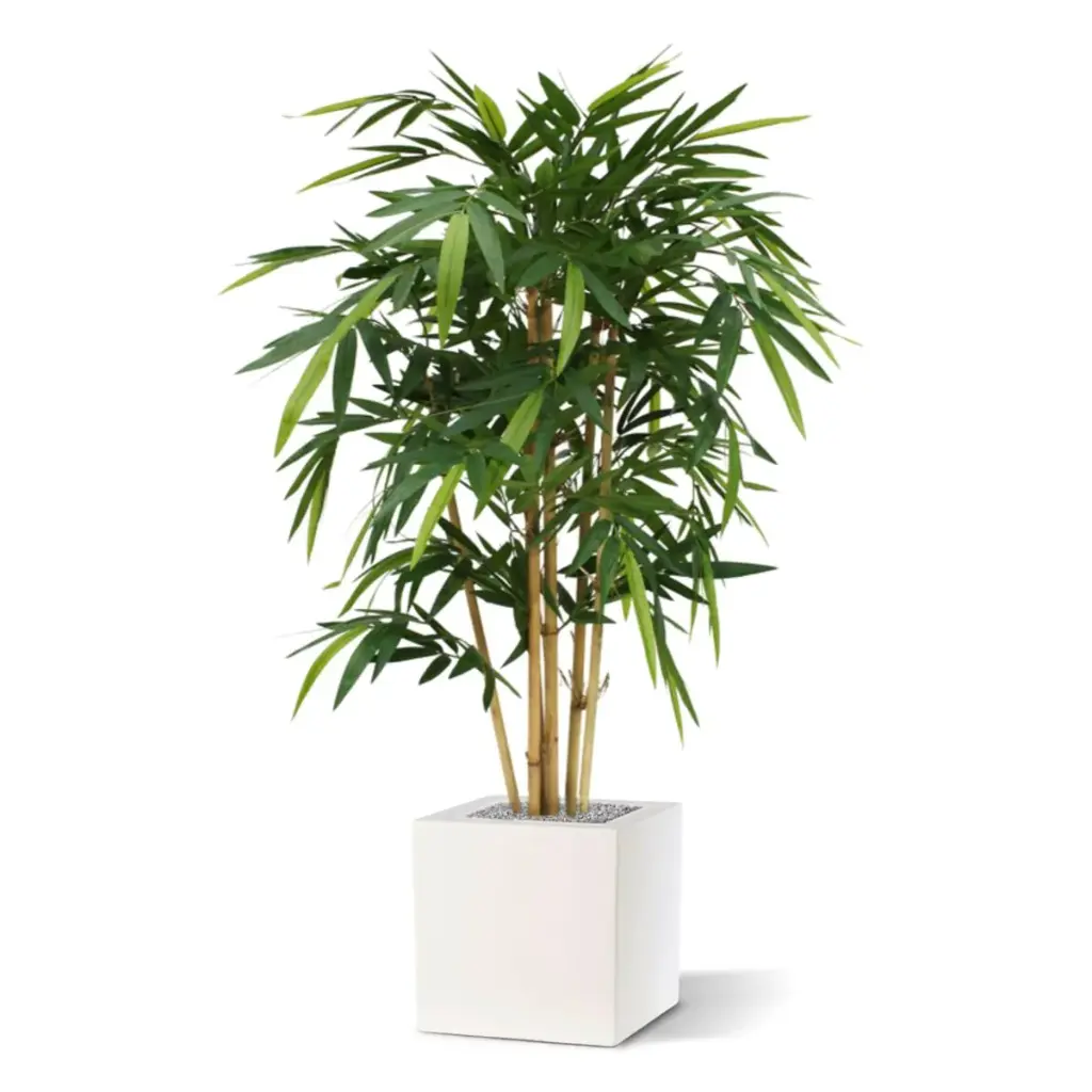Bamboe 120 5.webp