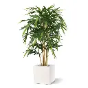 Bamboe 120 5.webp