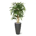 Bamboe 120 6.webp