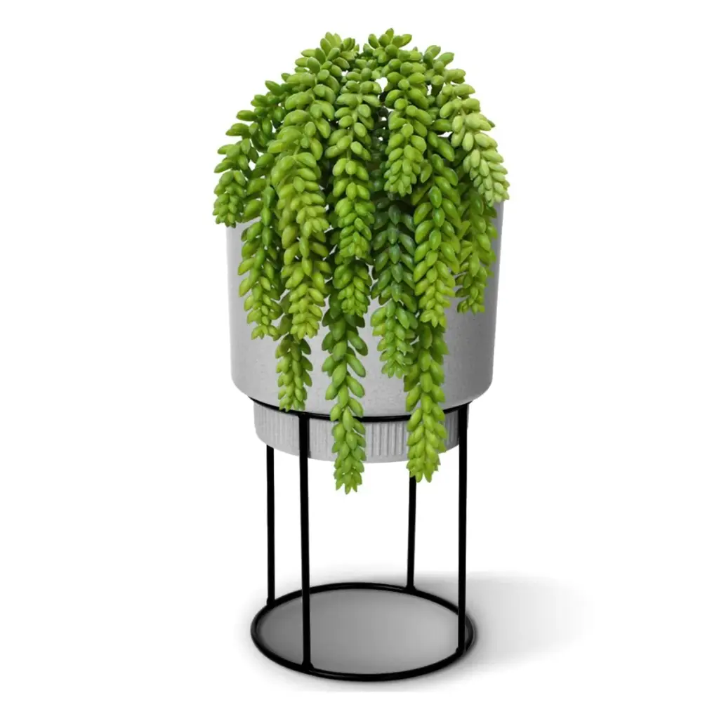 Sedum Donkey 30 3.webp