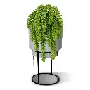 Sedum Donkey 30 3.webp