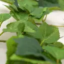 300818_druiven_guirlande_180_groen_close-up_1_1_3.webp