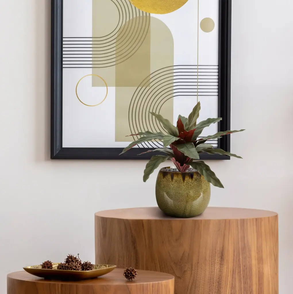 Calathea 30 3.webp
