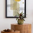 Calathea 30 3.webp