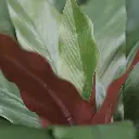 Calathea 30 2.webp