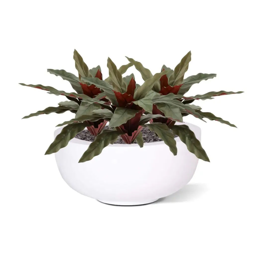Calathea 30 5.webp