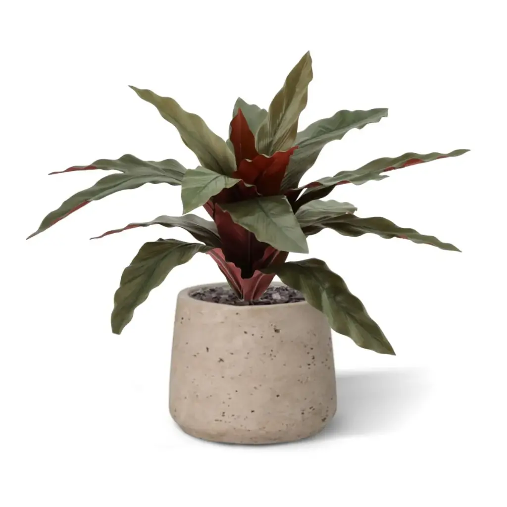 Calathea 30 4.webp
