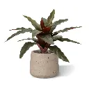 Calathea 30 4.webp