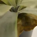 Hertshoorn 2.webp
