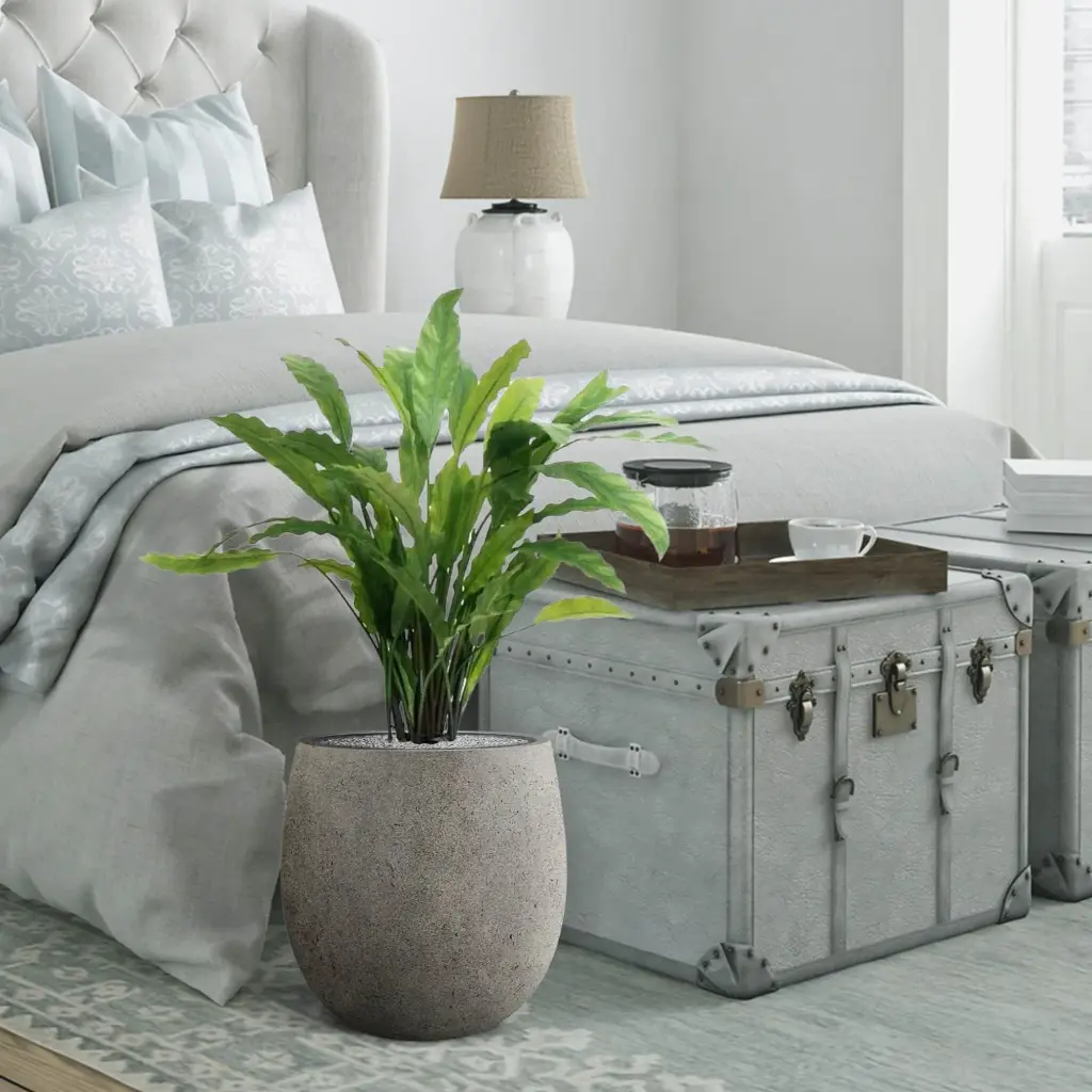Calathea 2.webp