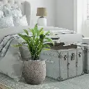 Calathea 2.webp