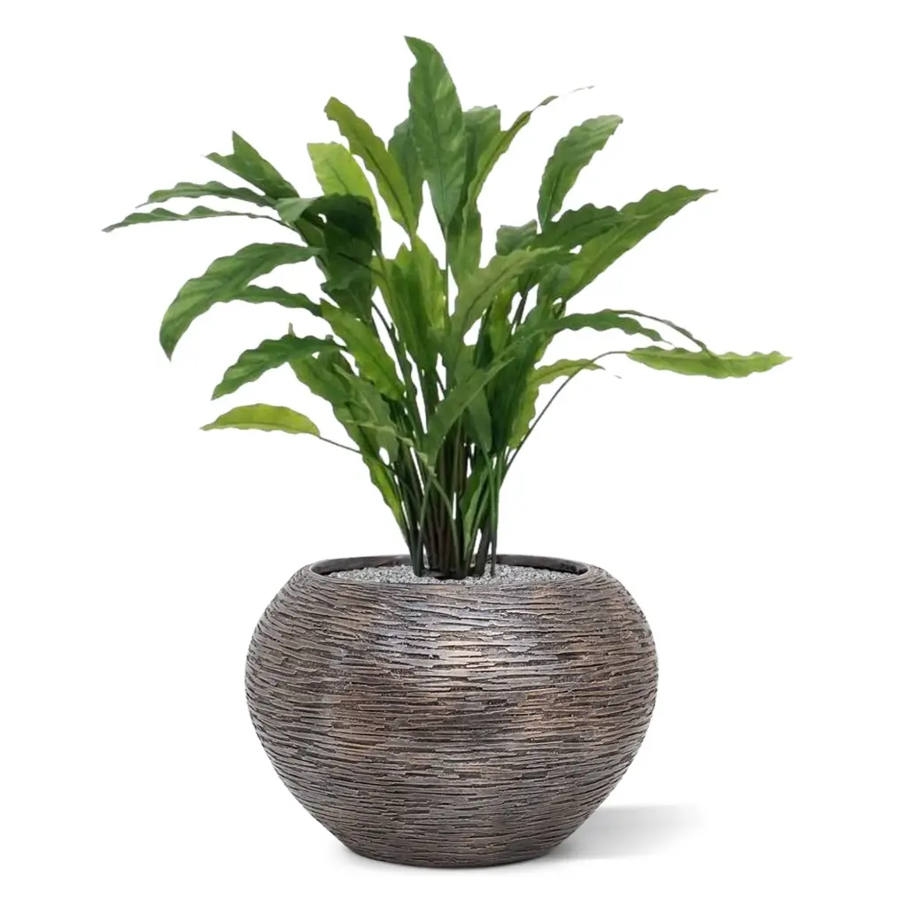 Calathea 4.webp