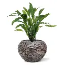Calathea 4.webp
