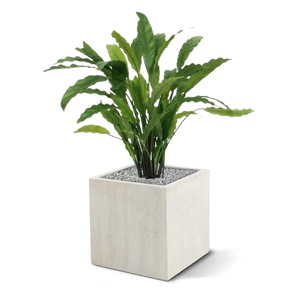 Calathea 3.webp