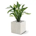 Calathea 3.webp