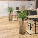 443606_Calathea_Leopardina_60_8_2.webp