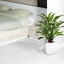 443606_Calathea_Leopardina_60_9_2.webp