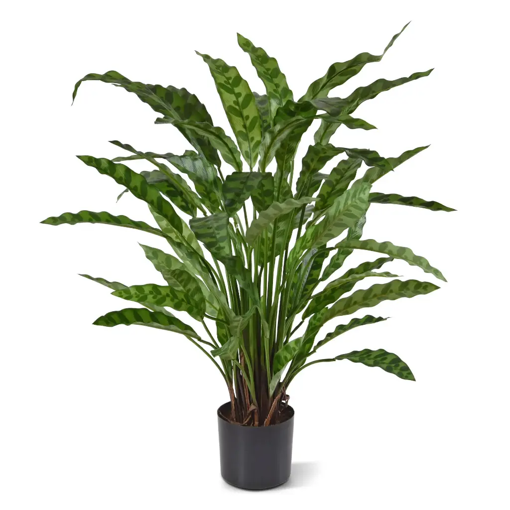 443606_Calathea_Leopardina_60_1_3 (1).webp