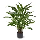 443606_Calathea_Leopardina_60_1_3 (1).webp
