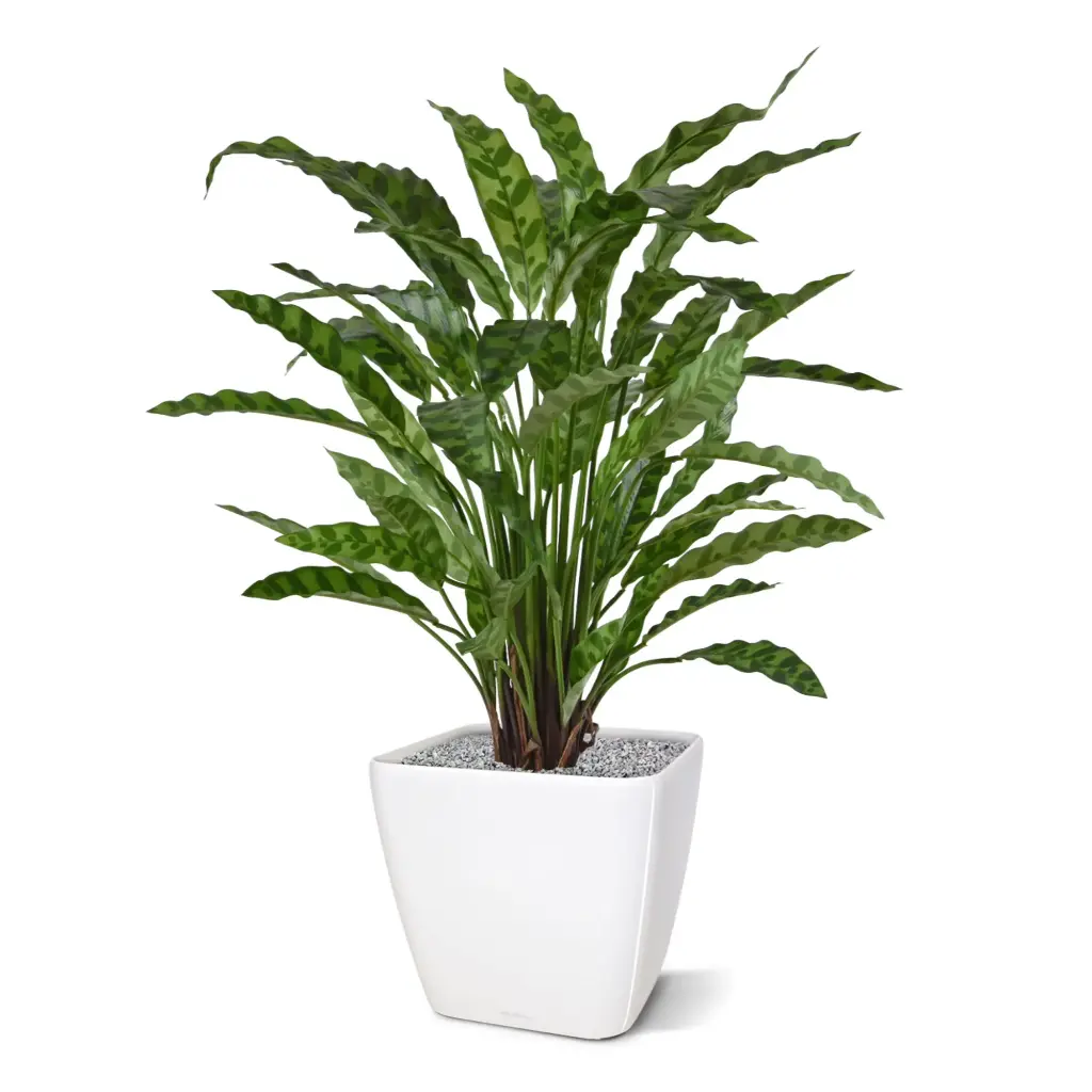 443606_Calathea_Leopardina_60_5_2.webp